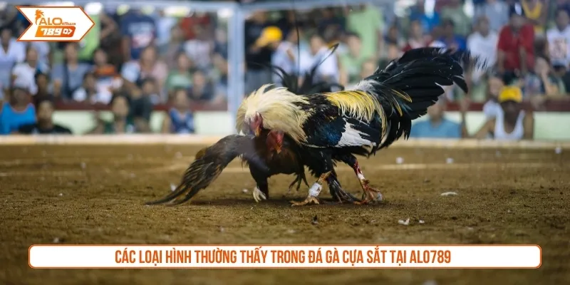 Các loại hình thường thấy trong đá gà cựa sắt tại Alo789