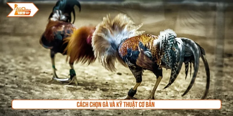 Cách chọn gà và kỹ thuật cơ bản