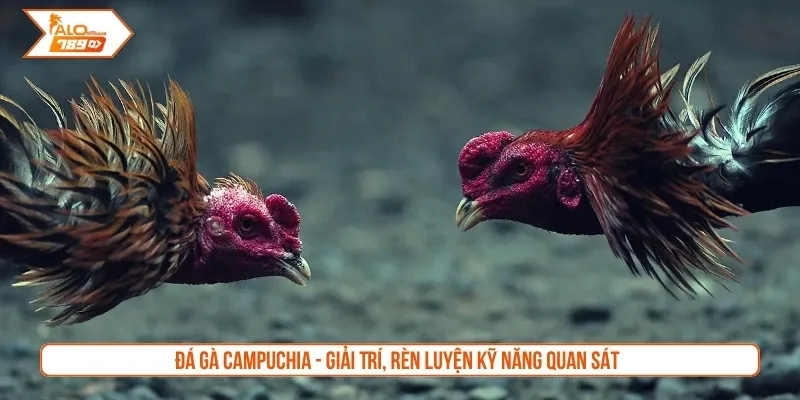 Đá gà Campuchia