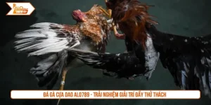 Đá gà cựa dao