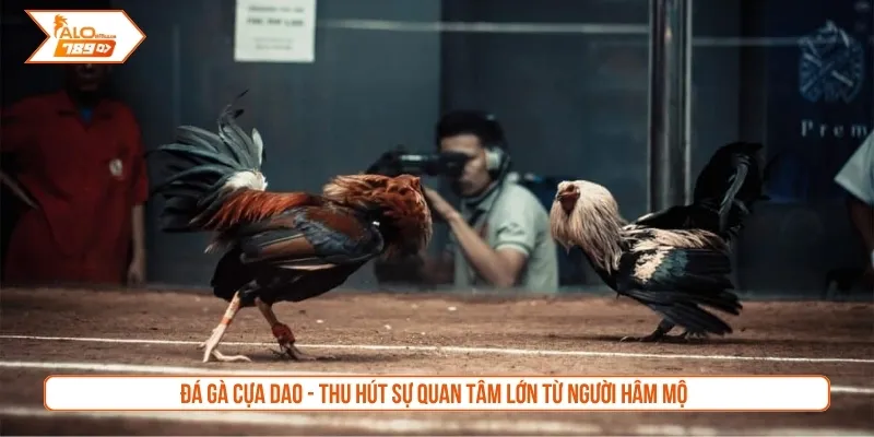 Đá gà cựa dao - Thu hút sự quan tâm lớn từ người hâm mộ