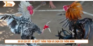 Đá gà cựa sắt