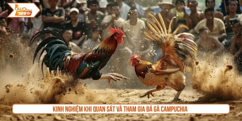 Kinh nghiệm khi quan sát và tham gia đá gà campuchia