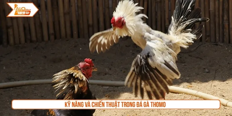 Kỹ năng và chiến thuật trong đá gà Thomo