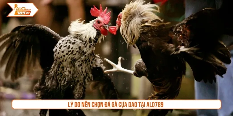 Lý do nên chọn đá gà cựa dao tại Alo789