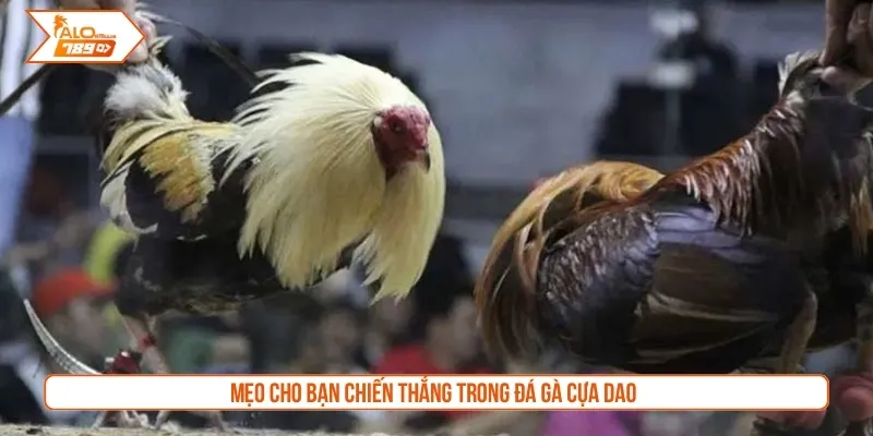 Mẹo cho bạn chiến thắng trong đá gà cựa dao