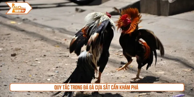 Quy tắc trong đá gà cựa sắt cần khám phá