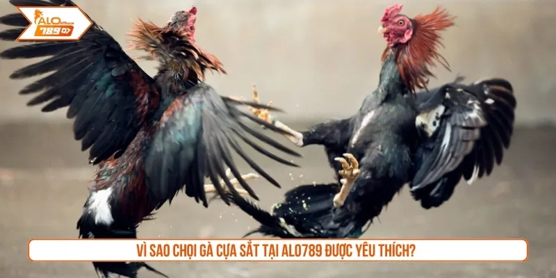 Vì sao chọi gà cựa sắt tại Alo789 được yêu thích?